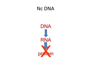 Nc DNA
DNA
RNA
proteinX
 