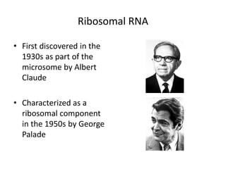 Ribosomal RNA
• First discovered in the
1930s as part of the
microsome by Albert
Claude
• Characterized as a
ribosomal component
in the 1950s by George
Palade
 