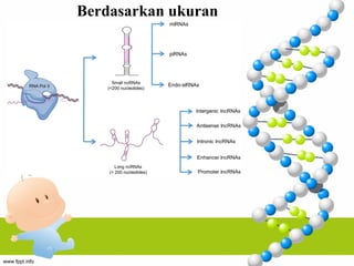 Non Coding RNA dan perannya dalm regulasi gen.ppt