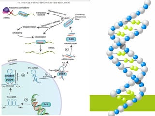 Non Coding RNA dan perannya dalm regulasi gen.ppt