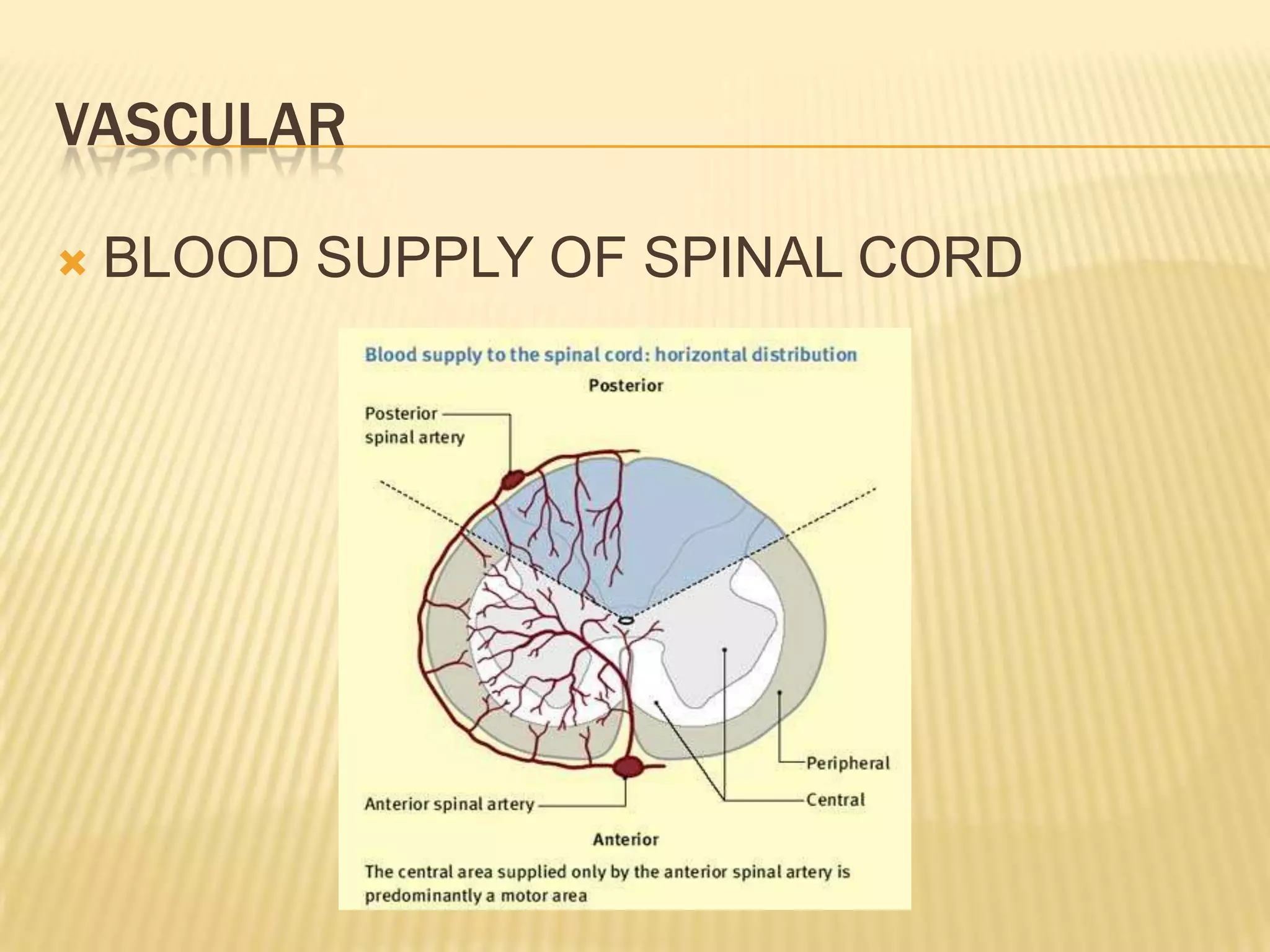 VASCULAR


BLOOD SUPPLY OF SPINAL CORD

 