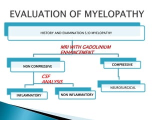 HISTORY AND EXAMINATION S/O MYELOPATHY
NON COMPRESSIVE
INFLAMMATORY NON INFLAMMATORY
COMPRESSIVE
NEUROSURGICAL
MRI WITH GADOLINIUM
ENHANCEMENT
CSF
ANALYSIS
 