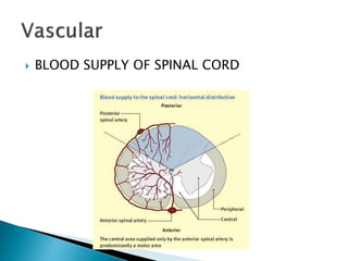  BLOOD SUPPLY OF SPINAL CORD
 