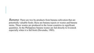 Banana: There are two by-products from banana cultivation that are
potentially valuable feeds; these are banana rejects or wastes and banana
stems. These wastes are produced in the Asian countries in significant
quantities. In the Philippines banana wastes are fed directly to livestock
especially when it is fed fresh (Devendra, 1985).
 