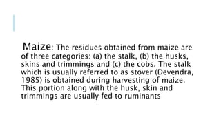 Maize: The residues obtained from maize are
of three categories: (a) the stalk, (b) the husks,
skins and trimmings and (c) the cobs. The stalk
which is usually referred to as stover (Devendra,
1985) is obtained during harvesting of maize.
This portion along with the husk, skin and
trimmings are usually fed to ruminants
 