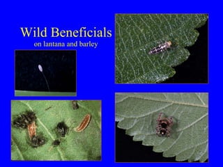 Wild Beneficials  on lantana and barley 