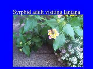 Syrphid adult visiting lantana 