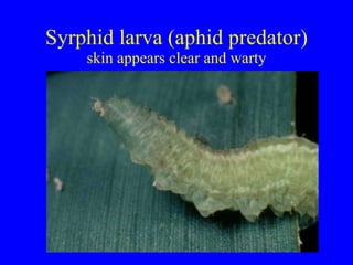 Syrphid larva (aphid predator) skin appears clear and warty 