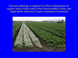 Insectary plantings to support hoverflies commonplace in organic lettuce fields south of San Francisco(Bill Chaney and Hugh Smith, Monterey County Cooperative Extension) 