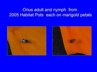 Orius adult and nymph  from  2005 Habitat Pots  each on marigold petals 