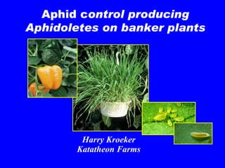 Aphid c ontrol producing A phidoletes on banker plants Harry Kroeker Katatheon Farms 
