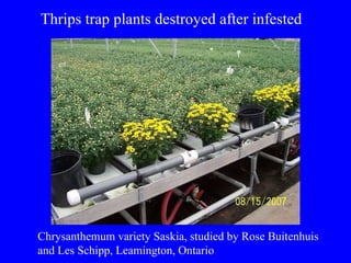 Thrips trap plants destroyed after infested Chrysanthemum variety Saskia, studied by Rose Buitenhuis  and Les Schipp, Leamington, Ontario  