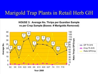 Marigold Trap Plants in Retail Herb GH 