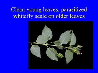 Clean young leaves, parasitized whitefly scale on older leaves 