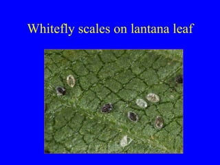 Whitefly scales on lantana leaf 