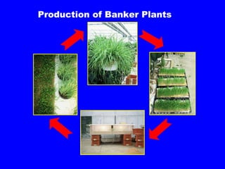 Production of Banker Plants 