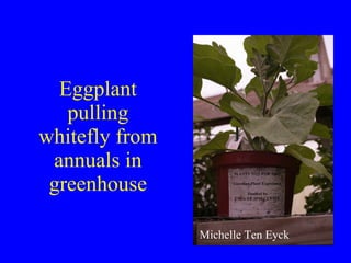 Eggplant pulling whitefly from annuals in greenhouse Michelle Ten Eyck 