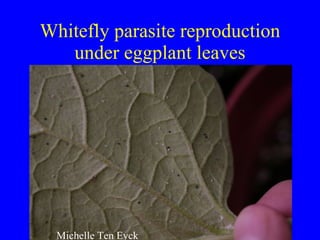 Whitefly parasite reproduction under eggplant leaves Michelle Ten Eyck 