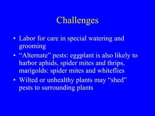 Challenges Labor for care in special watering and grooming “ Alternate” pests: eggplant is also likely to harbor aphids, spider mites and thrips, marigolds: spider mites and whiteflies Wilted or unhealthy plants may “shed” pests to surrounding plants 