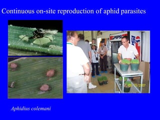 Continuous on-site reproduction of aphid   parasites Aphidius colemani 