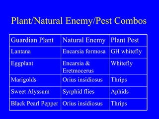 Plant/Natural Enemy/Pest Combos Thrips Orius insidiosus Black Pearl Pepper Aphids Syrphid flies Sweet Alyssum Thrips Orius insidiosus Marigolds Whitefly Encarsia & Eretmocerus Eggplant GH whitefly Encarsia formosa Lantana Plant Pest Natural Enemy Guardian Plant 