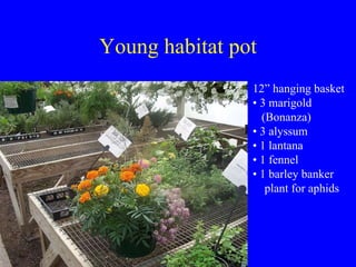 Young habitat pot 12” hanging basket •  3 marigold    (Bonanza) •  3 alyssum •  1 lantana •  1 fennel •  1 barley banker   plant for aphids 