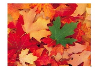 Non dago berdetxo arial