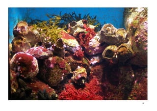 Non dago berdetxo arial