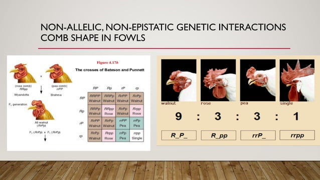 Plant Cytogenetics: Nonepistatic genetic interaction comb shape in ...