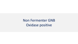 Non Fermenter GNB
Oxidase positive
 