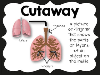 Cutaway
CreatedBy:DeanaKahlenberg
a picture
or diagram
that shows
the parts
or layers
of an
object on
the inside
lungs!
trachea!
bronchi!
 