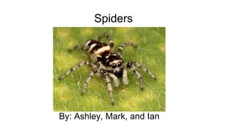 Spiders
By: Ashley, Mark, and Ian
 