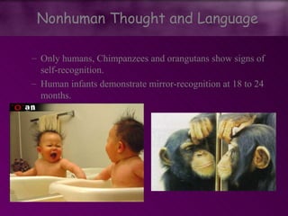 – Only humans, Chimpanzees and orangutans show signs of
self-recognition.
– Human infants demonstrate mirror-recognition at 18 to 24
months.
Nonhuman Thought and Language
 