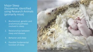 Rodent Sleep Pattern Breathing In Rodents : Breathing control center neurons that promote ...