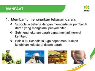MANFAAT
1. Membantu menurunkan tekanan darah.
 Scopoletin bekerja dengan memperlebar pembuluh
darah yang mengalami penyempitan.
 Sehingga tekanan darah dapat menjadi normal
kembali.
 Selain itu Scopoletin juga dapat menurunkan
kelebihan kolesterol dalam darah.
 