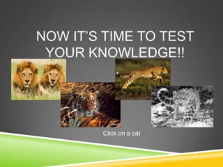 NOW IT’S TIME TO TEST
 YOUR KNOWLEDGE!!




        Click on a cat
 