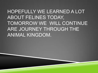 HOPEFULLY WE LEARNED A LOT
ABOUT FELINES TODAY,
TOMORROW WE WILL CONTINUE
ARE JOURNEY THROUGH THE
ANIMAL KINGDOM.
 