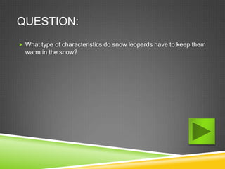 QUESTION:
 What type of characteristics do snow leopards have to keep them
  warm in the snow?
 
