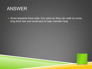 ANSWER
 Snow leopards have wide, fury paws so they can walk on snow,
  long thick hair and small ears to help maintain heat.
 