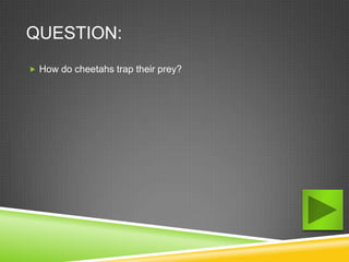 QUESTION:
 How do cheetahs trap their prey?
 