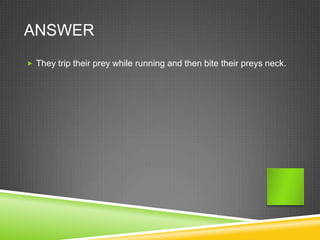 ANSWER
 They trip their prey while running and then bite their preys neck.
 