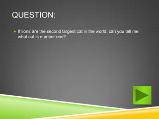 QUESTION:
 If lions are the second largest cat in the world, can you tell me
  what cat is number one?
 