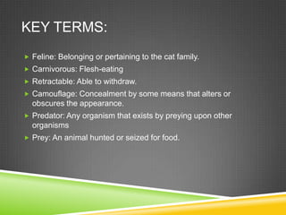 KEY TERMS:
 Feline: Belonging or pertaining to the cat family.
 Carnivorous: Flesh-eating
 Retractable: Able to withdraw.
 Camouflage: Concealment by some means that alters or
  obscures the appearance.
 Predator: Any organism that exists by preying upon other
  organisms
 Prey: An animal hunted or seized for food.
 