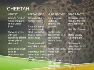 CHEETAH
HABITAT            APPEARANCE         HUNTING TYPE        OTHER FACTS
Inhabits most of   Deep chest and     Eat mammals         Cheetahs cannot
Africa and parts   narrow waist       under 80            roar, but they do
of the Middle                         pounds, like        chirp and churr
East.             Short fur that is   gazelles.
                  tan with round                          Live 10-12 years
Thrive in areas   black spots that    Hunts early in
with vast         gives it some       the morning or in   Males usually
expanses of land camouflage.          the evening         live in groups
where prey is                         when it is not
abundant          Small head with     hot.                Only need to
                  very sharp vision                       drink water every
Likes thick brush                     Hunts with vision   three to four
such as           Paws have semi-     rather than         days.
semidesert and    retractable claws   scent.
prairie.          giving them extra
                  grip.               Runs at very
                                      high speeds,
                                      fastest land
                                      animal.
 