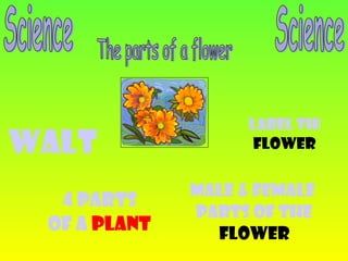 Science The parts of a flower WALT 4 Parts Of a  Plant Male & Female  Parts of the Flower Label the  Flower Science 