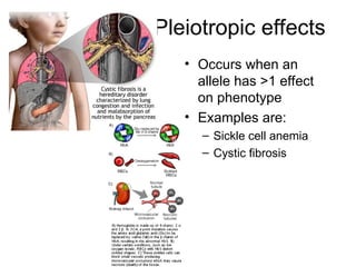 Polygenic gen bio, grade 12 stem for edu | PPT