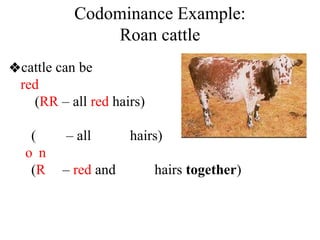 Codominance Example:
Roan cattle
❖cattle can be
red
(RR – all red hairs)
white
(WW – all white hairs)
roan
(RW – red and white hairs together)
 