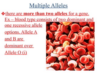 Multiple Alleles
❖there are more than two alleles for a gene.
Ex – blood type consists of two dominant and
one recessive allele
options. Allele A
and B are
dominant over
Allele O (i)
 