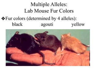 Multiple Alleles:
Lab Mouse Fur Colors
❖Fur colors (determined by 4 alleles):
black agouti yellow
 