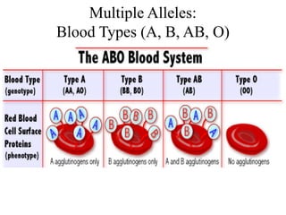 Multiple Alleles:
Blood Types (A, B, AB, O)
 